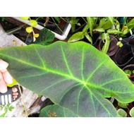 Colocasia Black Beuty, Illustris