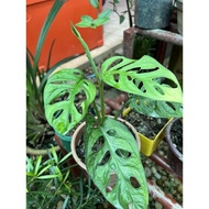 pokok hiasan monstera adansoni