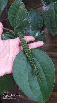 Paminta Seedlings Indian Variety Hybrid