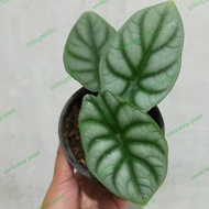 alocasia dragon silver/alocasia tengkorak silver/alocasia