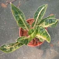 [MCUF] Aglaonema Golden Gajah Mada super rare plant hybrid from Indonesia suitable for indoor and ou