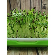 Water Spinach Seed | Kangkung Seed |【蕹菜】