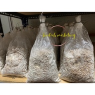 Benih F1 Cendawan Tiram Kelabu 👍( Ready Stock )🍄