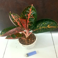 aglaonema adelia