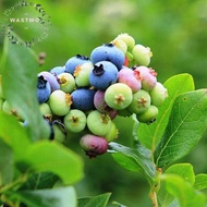 2PACK 20PCS Blueberry Seeds Bonsai Fruit Tree Seeds Garden Flower Plant Seed Organic Fruits Live Plants Indoor Outdoor Ornamental Plants Real