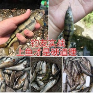 #Fishing, wild fishing, small bag of stream gluten bait, one pack, can be used to get stream bait wi