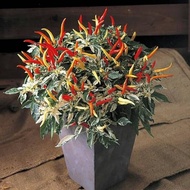 Benih - Biji - Bibit Cabe Hias Cabe Unik Cabai Varigata Uchu Cream