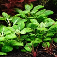 Lobelia Cardinalis Plant