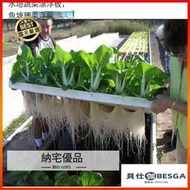 【魚菜共生】魚塘水面種植蔬菜定植板無土栽培設備水培種菜水耕（農業）