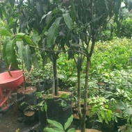 Bibit Mangga Harum Manis Probolinggo Tinggi 2 Meter Batang Besar