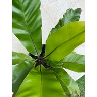 Pokok Langsuyar Besar Dari Hutan / bird nest fern / paku pakis / langsuir