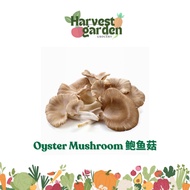 Oyster Mushroom // Cendawan Tiram 鲍鱼菇 1PKT (500g) Daily Fresh Vegetable