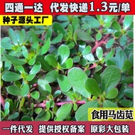 Edible Amaranth Seeds Seeds Amaranth Seeds Potted Plants Amaranth Vegetables Amaranth Seeds Autumn V