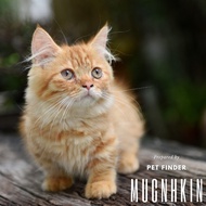 Kucing Munchkin