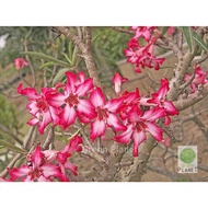 Adenium 富贵花  Rare Black Somalense 5/10 Seeds-Benih-种子. Thailand Origin (Ready stock in M'sia)