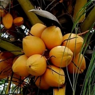 bibit kelapa gading kuning,kelapa gading bonsai,bibit tanaman kelapa