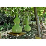 5 ounces of F1 gourd seeds