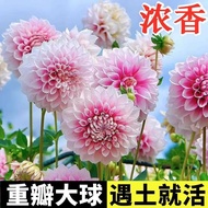 Dahlia Planting Ball Four Seasons Flower Potted Plant Indoor Outdoor Ground Planting Dahlia Sweet Po