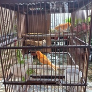 Burung Kenari Loper Sepasang Warna Orange Promo Terbatas