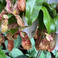 Nepenthes 'Gaya', Pitcher Plant In A Hanging Pot (0.3m)