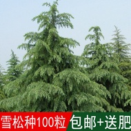 New Cedar Cedar Seeds Indian Cedar Tree Cedar Seeds Pagoda Pine Four Seasons Can Play Free Shipping 