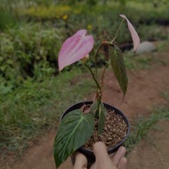 tanaman hias micans philodendron pink - micans pink - mican daun pink