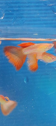 Guppy Albino Red Lace （ ARL）