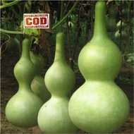 LABU BOTOL / LABU AIR BOTOL 10 PCS biji / bibit / benih LABU BOTOL / seed labu botol mudah tumbuh -
