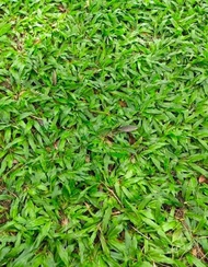 Frog/Blue/Carabao Grass/Peanut/Bermuda Grass/Variegated - SOLD PER SQUARE METER - TGC