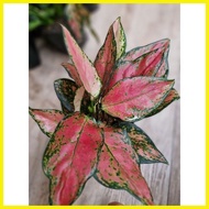 ✸ ▦ ✴ Aglaonema Red Wishes (Live Plants) Actual Pic