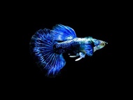 Blue Mosaic Guppy - 1pair （Live Fish）