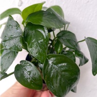 "Anubias Nana - Compact and Hardy Aquatic Plant for Stunning Aquascapes - Easy Care and Versatile"