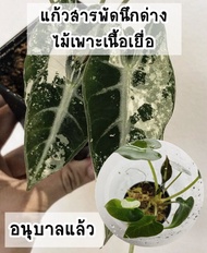 แก้วสารพัดนึกด่าง (Alocasia Bambino Variegated) ติดด่างแล้ว ไม้เพาะเลี้ยงเนื้อเยื่ออนุบาลแล้ว