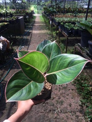 Tanaman Hias Aglaonema Aglaonema Flaminggo