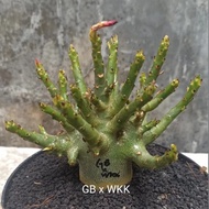 tanaman hias adenium arabicum adenium karakter bonsai GB x WKK