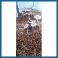 ◎ ☽ ♧ KABUTENG SAGING SEEDS