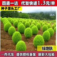 Flower Seed Broom Seed Peacock Pine Landscape Flower Sea Courtyard Grass