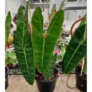 PHILODENDRON BILLIETIEA IN 6 INCH POT