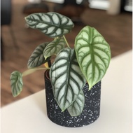 ALOCASIA SILVER DRAGON