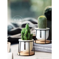 Wanzhongshan Cactus Creative Succulent Small Potted Plant Indoor Plant Office Radiation Protection D
