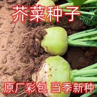 余記丶芥菜種子 北方家種酸菜芥菜疙瘩種子 批發高產辣菜咸菜東北蔬菜種子