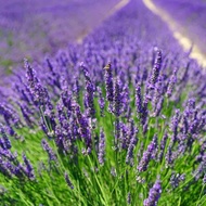 เมล็ดพันธุ์ ลาเวนเดอร์ Lavendula angustifolia lavender 100 เมล็ด เมล็ดพันธุ์นำเข้าจาก อังกฤษ