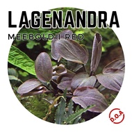 [Aquatic Plant] Lagenandra Meeboldii Pink Red Low Tech Plants No CO2 Aquarium Aquascaping 美波利椒草