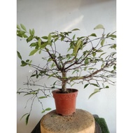 #Bonsai jeliti#水梅#植物#pokok hidup#