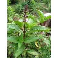 Thai Basil | Daun Selasih Thai | Horapha |