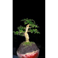 Bonsai mini Serut all varian ready