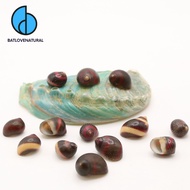 Nerite Special Collections snail shell - baby hermit crab shell - Beautiful snail shell