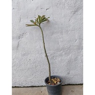 Adenium Somalense Plant