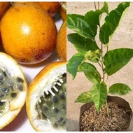 Passion fruit tree seeds - passion fruit seeds (Organic Aqis)