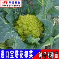 進口黃色寶塔花菜種子 種籽改良黃瑪寶塔菜花椰菜菜花種子 種籽蔬菜種子 種籽春秋hn